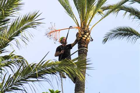 EPS Landscaping & Tree Service Offers Tree Trimming in Pembroke Pines