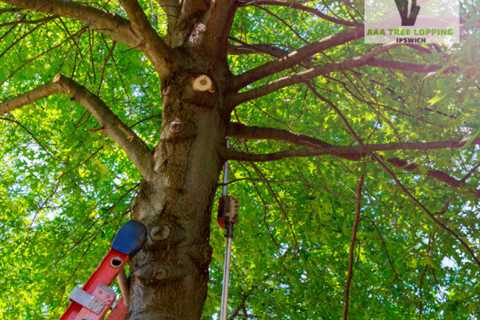 AAA Tree Lopping Ipswich Draws Attention To The Australian Air Quality Index