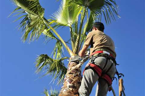 Tree Lopping and Removal Company in Cairns Launches New Website