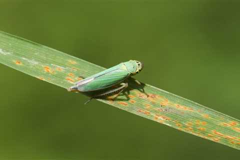 What Are Leafhoppers and How Do I Get Rid of Them?