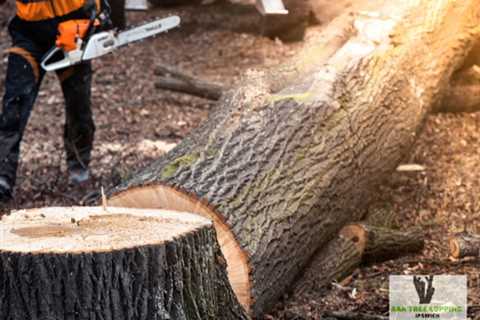 AAA - Tree Lopping Ipswich