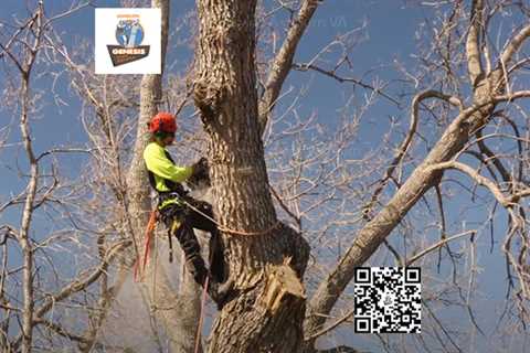 Genesis Tree Service Ashburn