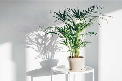 How To Quarantine Plants