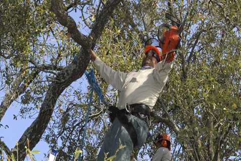 Which month is best for pruning trees?