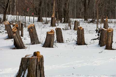 Can you cut down trees in winter?