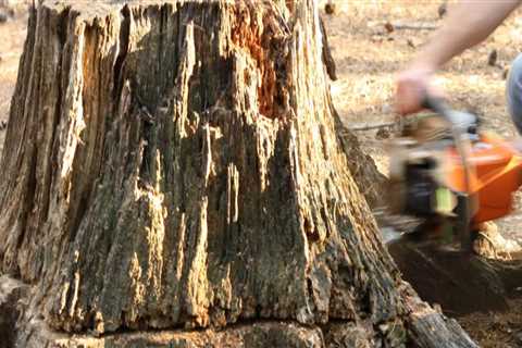 Does stump grinding remove roots?