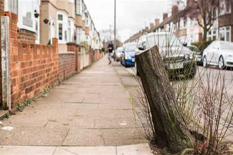 When can you cut down trees in the UK?