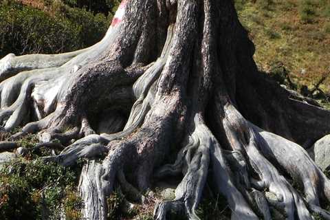 What happens to tree roots after a tree is removed?