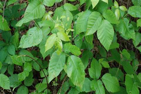 Where can poison ivy be found?