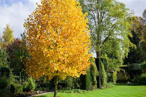 What is the fastest growing tree for a backyard?