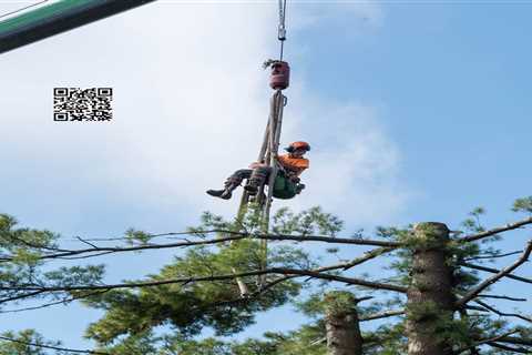 Cicoria Tree and Crane Service Offers Certified Arborist Consultation in the North Shore of Boston..