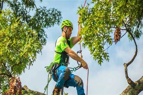 Are arborists expensive?