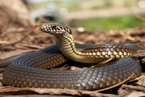 3 Safety Tips For Campers If You See a Snake Near Your Camp