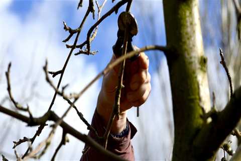 Why do trees need to be pruned?