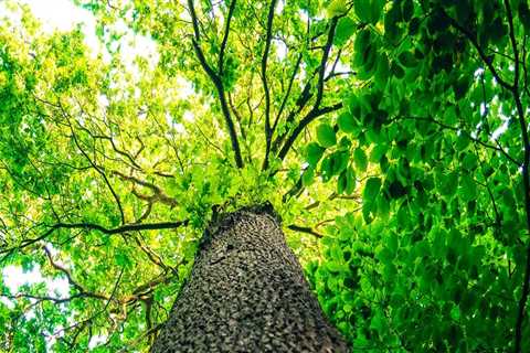 What are the signs of a healthy tree?