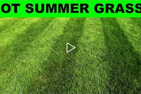 Summer Heat Tips - Cool Season Lawns in Hot Weather