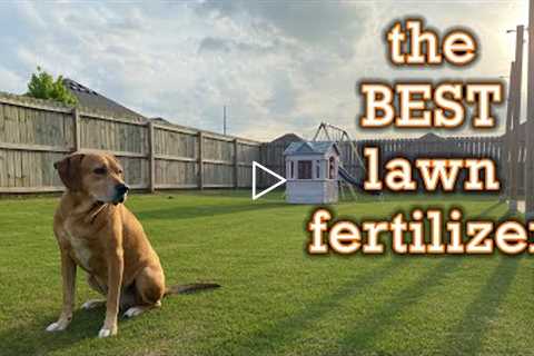 Best Lawn Fertilizer for Lawn Care Beginners // 3 Tips to Pick the Right Fertilizer for Your Grass