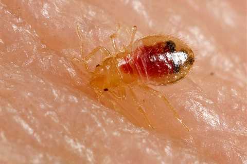 Bed Bug Exterminator | Pennsville, NJ 08070