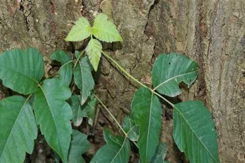 What habitat does poison ivy grow?