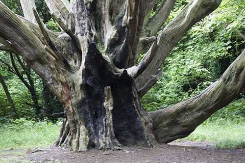 Tree Surgeons in Winterfield Commercial & Residential Tree Pruning & Removal Services