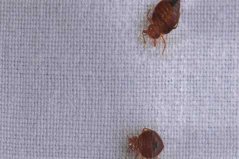 Can you ever truly get rid of bed bugs?