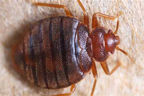 Does vinegar kill bed bug eggs?