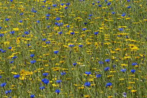 Choosing Wildflowers Perfect For Your Landscape