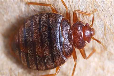 Is it possible to get rid of bed bugs without an exterminator?