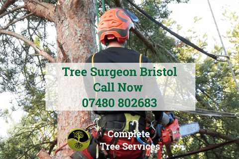 Commercial Tree Contractors Bristol