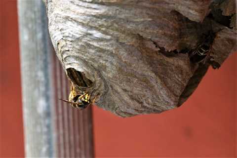 Wasp Nest Removal: Commonly Asked Questions