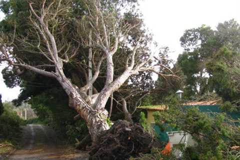 Tree Surgeon in East Rolstone 24 Hr Emergency Tree Services Removal Felling And Dismantling