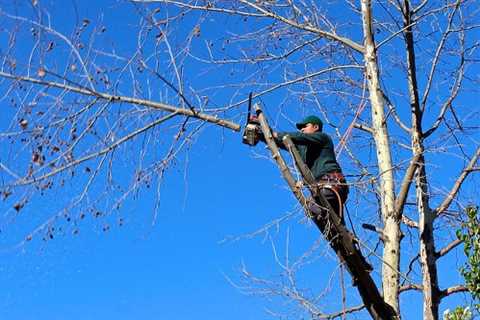 Tree Surgeon in Upper Soundwell 24 Hour Emergency Tree Services Removal Felling & Dismantling