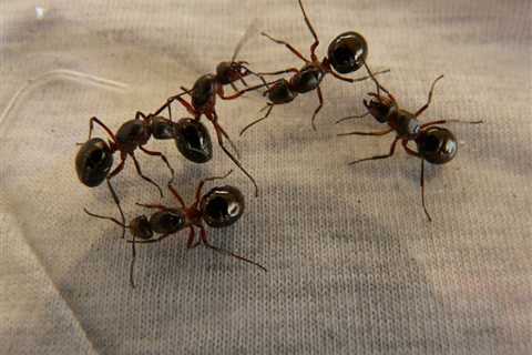 Ant Pest Control for Office Buildings