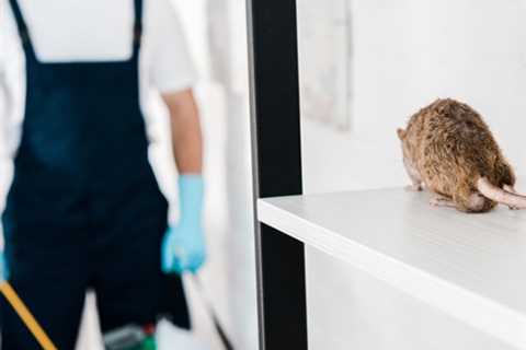 When To Call An Exterminator For Rodents