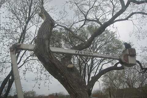 Chipping Sodbury Tree Surgeon Tree Dismantling Felling And Removal across Chipping Sodbury