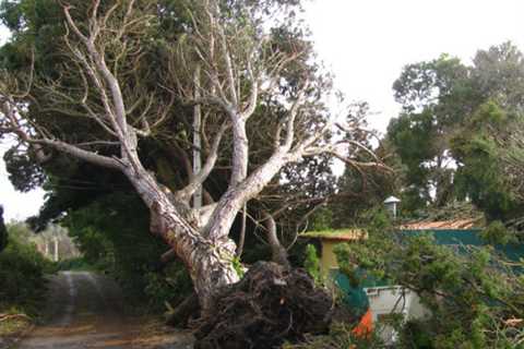 Tree Surgeon Six Bells