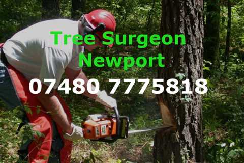 Tree Surgeon Ynys-fach