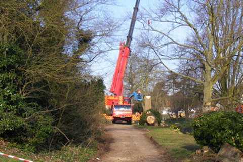 Tree Surgeon Sain Ffagan