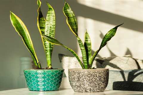 What To Know About Snake Plants