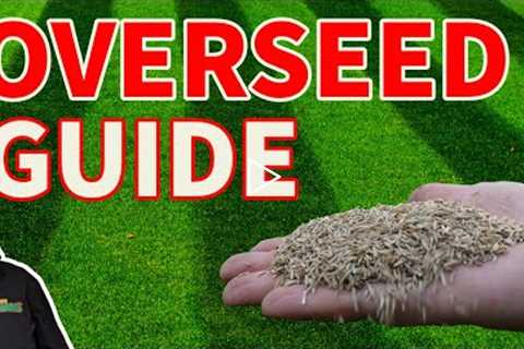 Beginners guide to overseeding a lawn and everything you need to get it RIGHT