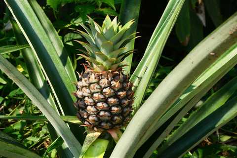 How To Grow a Pineapple Plant In Your Home