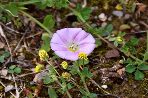 What Is Bindweed and How Do I Get Rid of It?