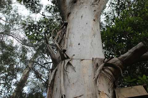 Hazardous Tree Removal - AAA Tree Lopping Ipswich