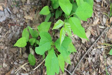 Can you get poison ivy from soil?