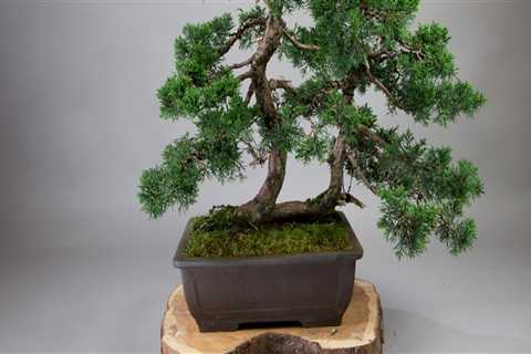 What makes a bonsai tree so special?