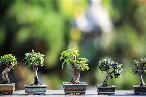 Which bonsai tree is best for indoors?