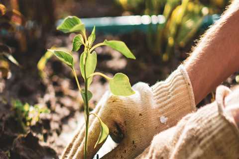 What does a horticulturist do?