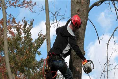 What is the job description of an arborist?