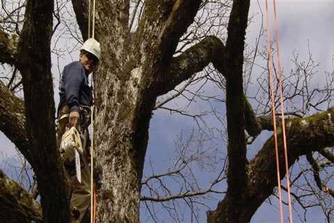 What is arboriculture?