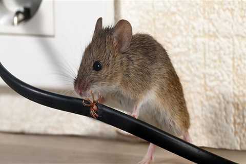Why do we need to control rodents?